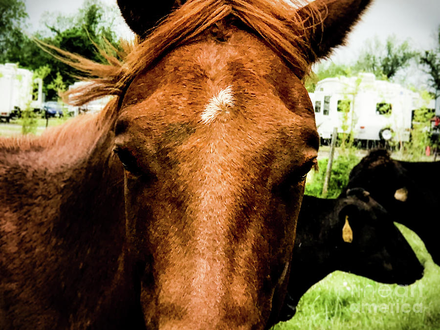 Pretty Horsey Photograph by JB Thomas