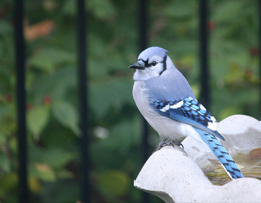 Nature Photograph - Pretty in Blue Jay by Diane Lindon Coy