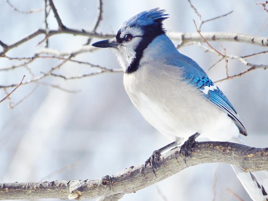 Bird Photograph - Pretty In Blue by Lori Frisch