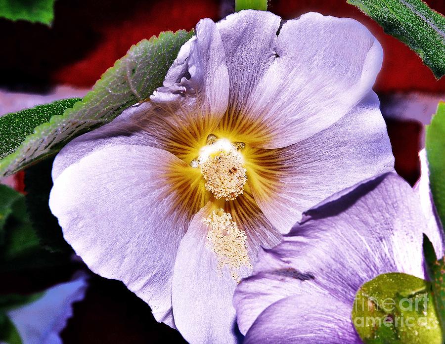 Flower Photograph - Pretty in Mauve by Reb Frost