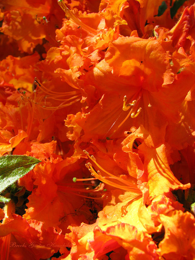 Pretty in Orange - Floral Photography - Orange Rhododenrons Photograph by Brooks Garten Hauschild