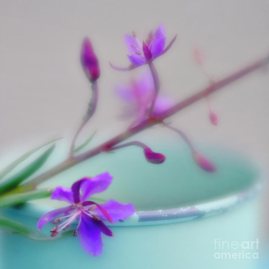 Flower Photograph - Pretty in pastel 2 by Priska Wettstein