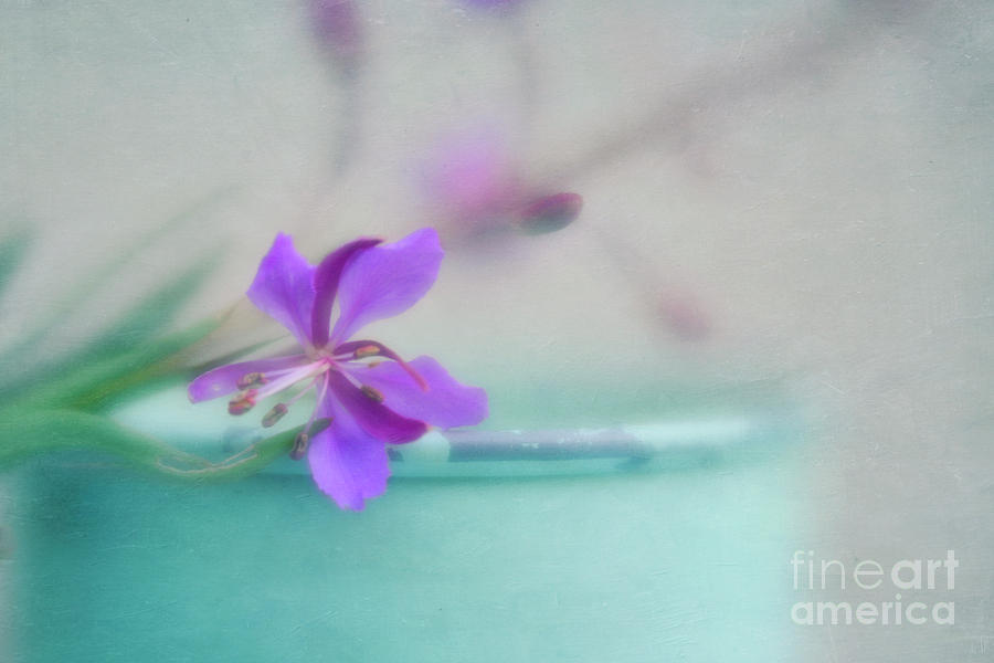 Flower Photograph - Pretty in pastel 3 by Priska Wettstein