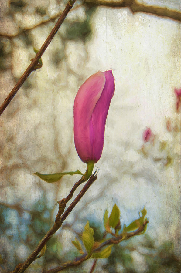 Pretty in Pink with texture Photograph by Marilyn Wilson