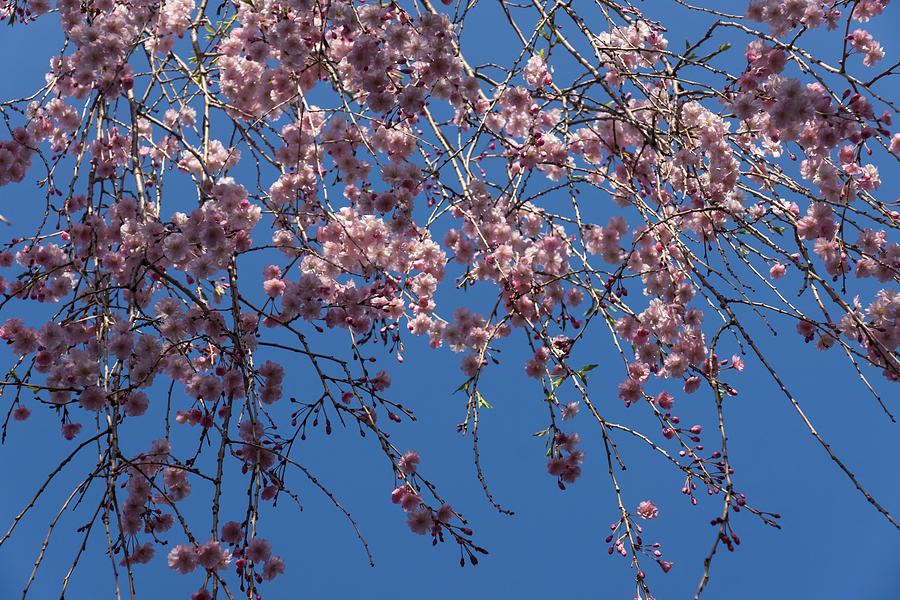 Pretty in Pink - a Flowering Cherry Tree and Blue Spring Sky Photograph by Georgia Mizuleva