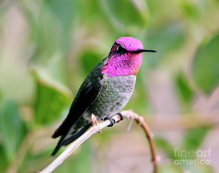 Pretty in Pink Annas Hummingbird Photograph by Denise Bruchman