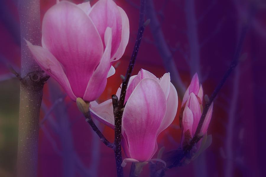 Pretty In Pink Photograph by Athala Bruckner