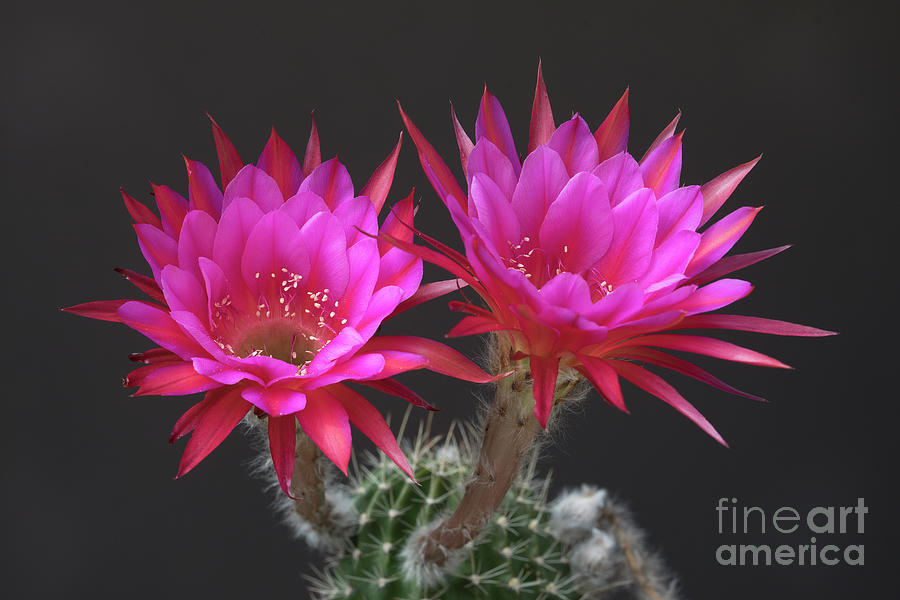 Pretty in pink Cactus Blooms Photograph by Bryan Keil