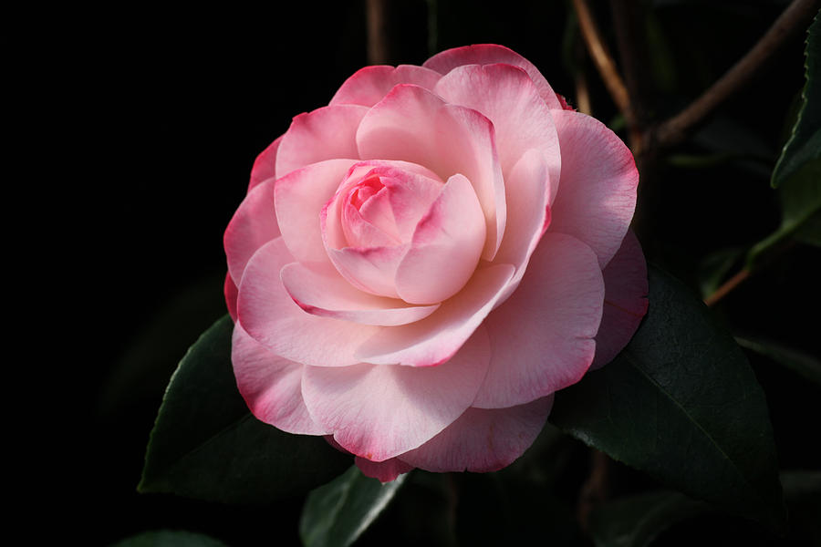 Pretty in Pink Camellia Photograph by Tammy Pool
