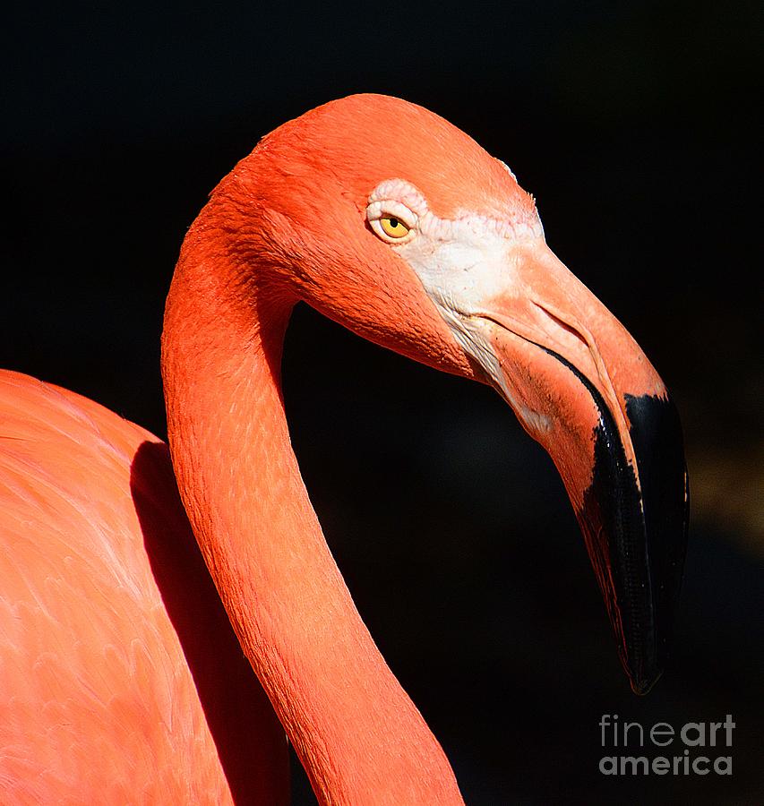 Pretty in Pink Photograph by Cindy Manero