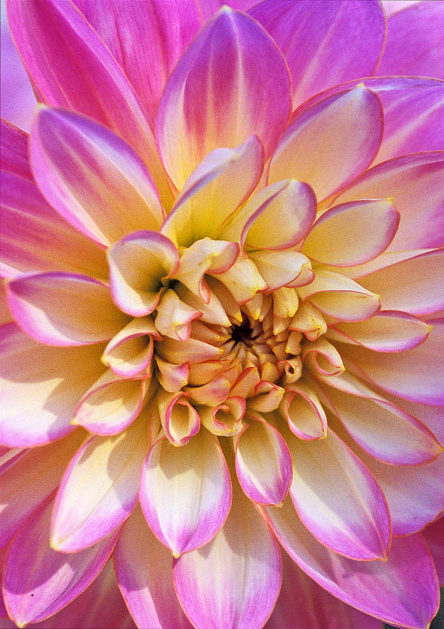 Pretty in Pink Dahlia Photograph by Kathy Yates