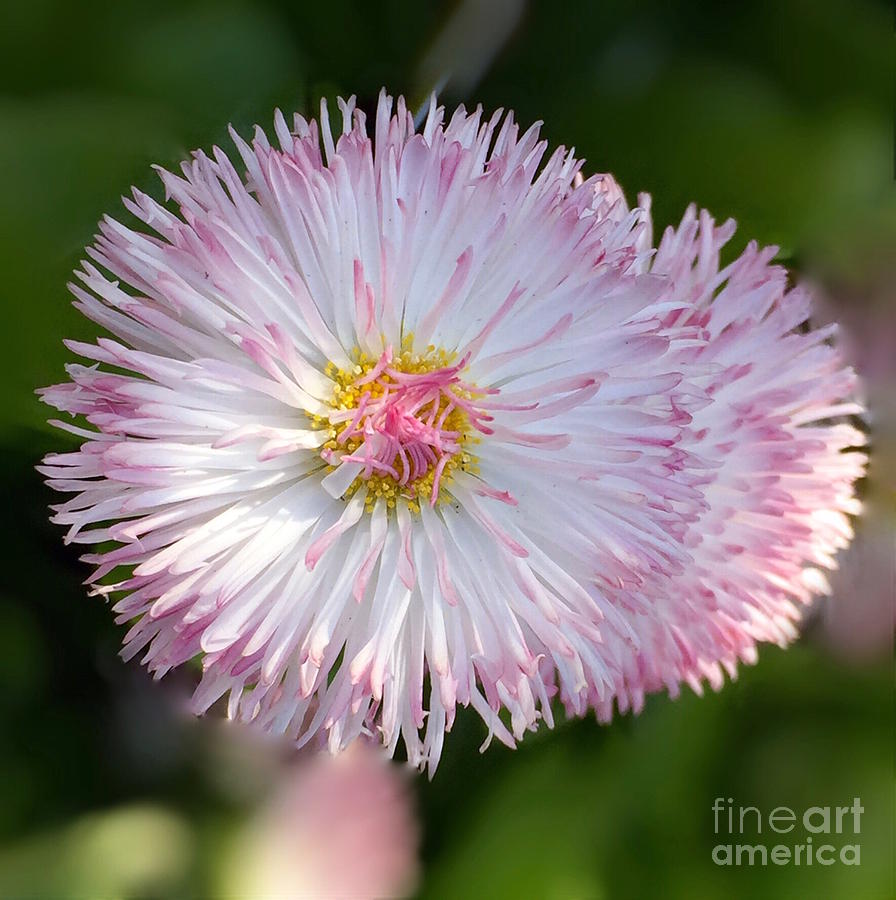 Pretty in Pink Daisy Photograph by Beth Myer Photography