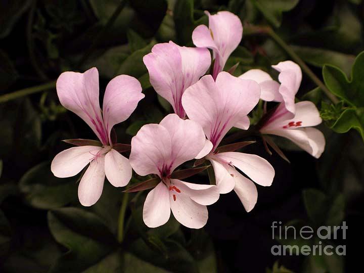 Flower Photograph - Pretty In Pink by Daniel Koral