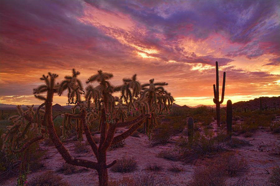 Sunset Photograph - Pretty in Pink Desert Skies  by Saija Lehtonen