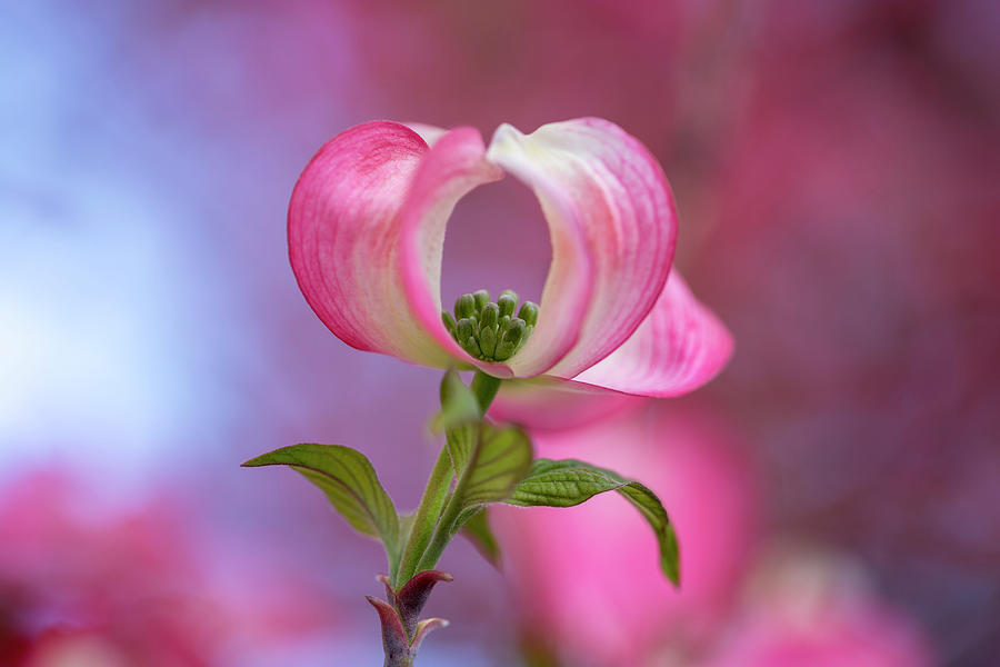 Pretty in pink dogwood Photograph by Lynn Hopwood
