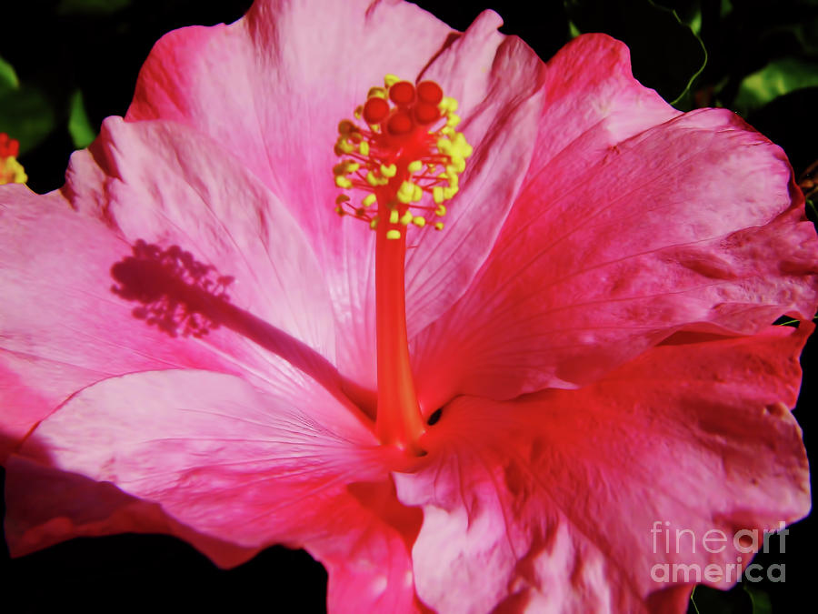 Pretty In Pink Hibiscus Photograph by D Hackett
