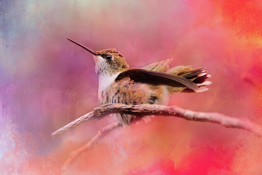Pretty in Pink Hummingbird Art Photograph by Jai Johnson