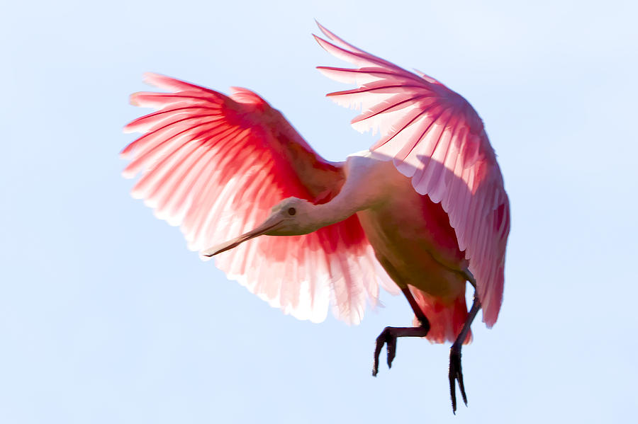 Spoonbill Photograph - Pretty In Pink by Janet Fikar