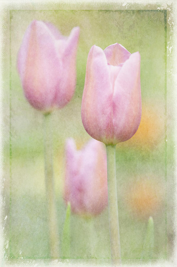 Spring Pink Tulips Photograph by Jill Love