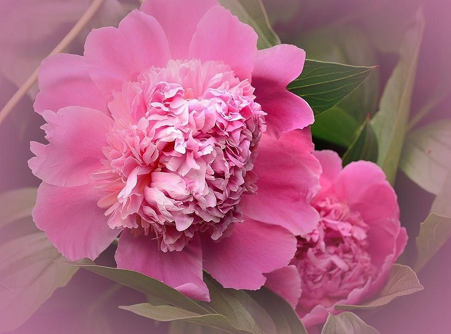 Pretty in Pink Photograph by Judy Genovese