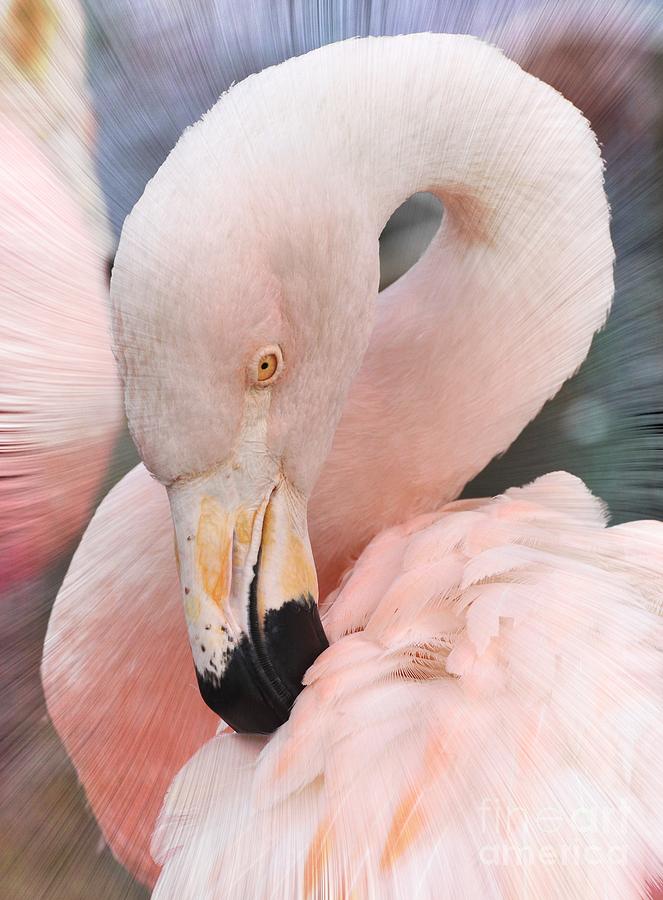 Flamingo Photograph - Pretty In Pink by Kathy Baccari
