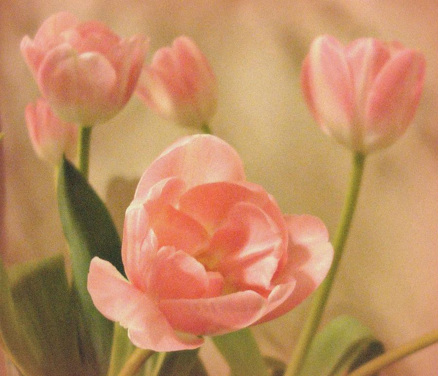 Tulip Photograph - Pretty In Pink by Kathy Bucari