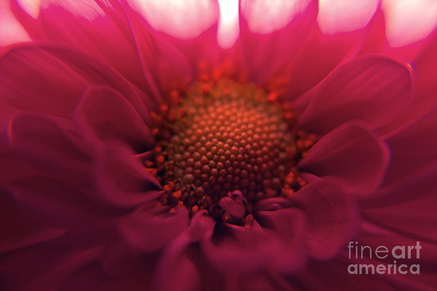 Daisy Photograph - Pretty In Pink by Kelly Holm