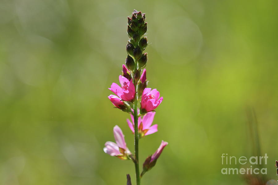 Flower Photograph - Pretty in Pink by Leia Hewitt
