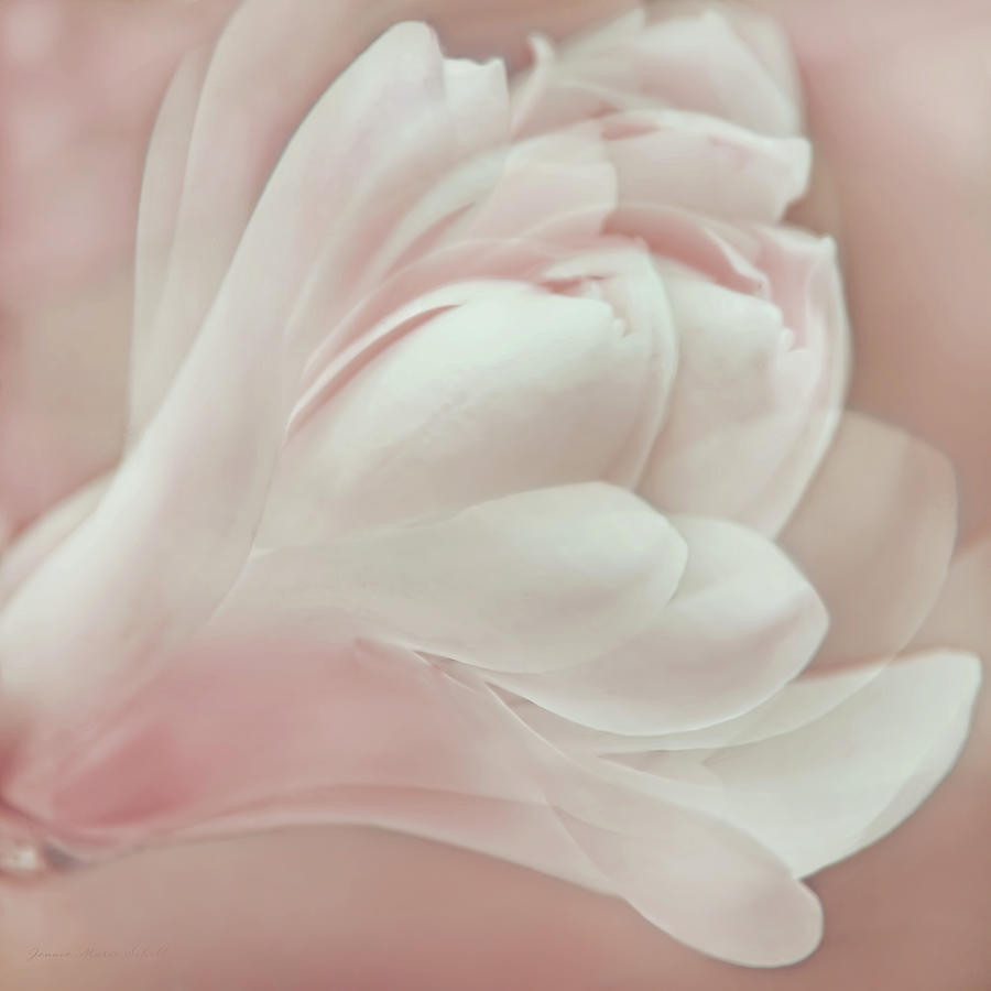 Pretty in Pink Magnolia Flower Photograph by Jennie Marie Schell