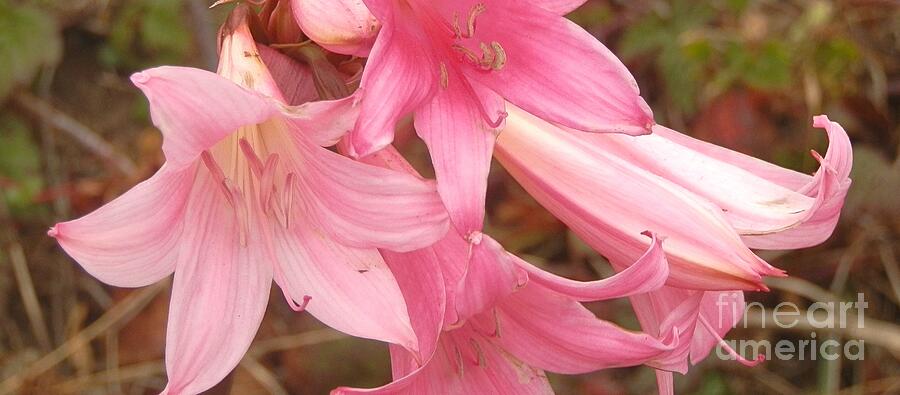 Pretty in Pink Photograph by Margaret Brooks