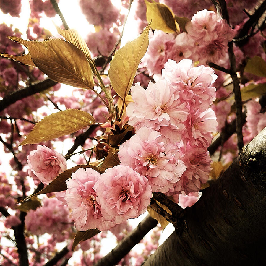 Spring Photograph - Pretty in Pink by Natasha Marco