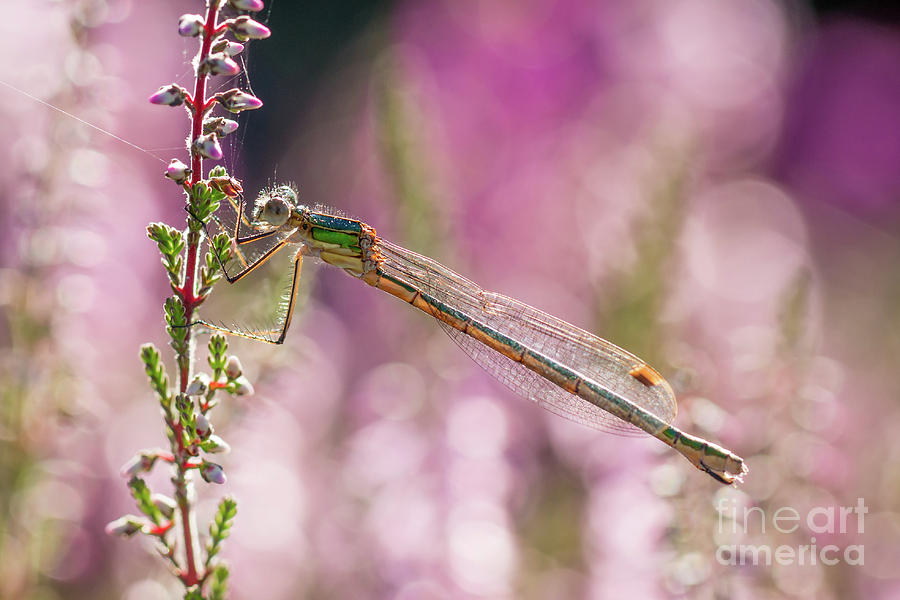 Pretty in Pink by Paul Farnfield Pretty in Pink by Paul Farnfield
