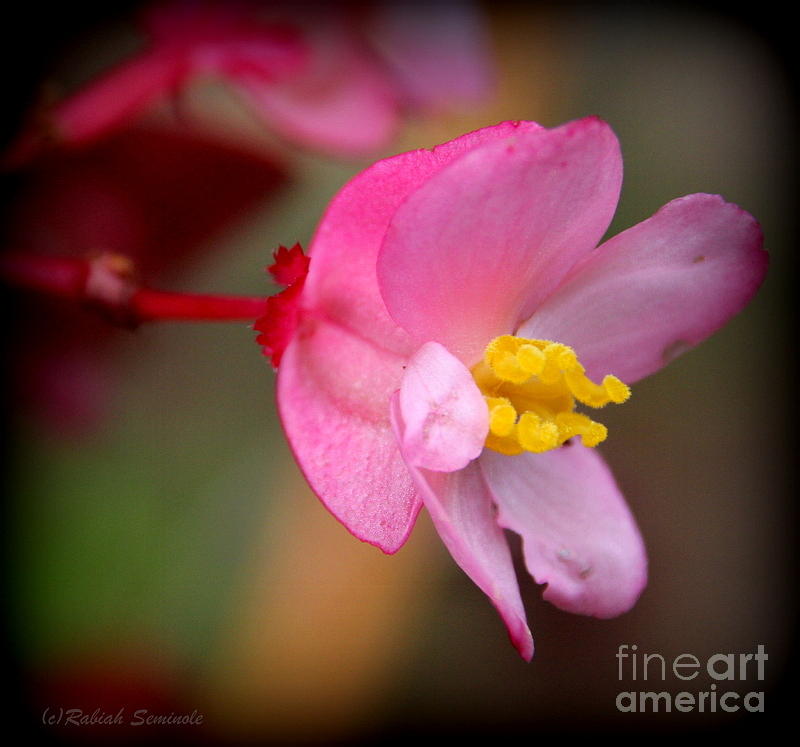 Pretty in Pink Photograph by Rabiah Seminole