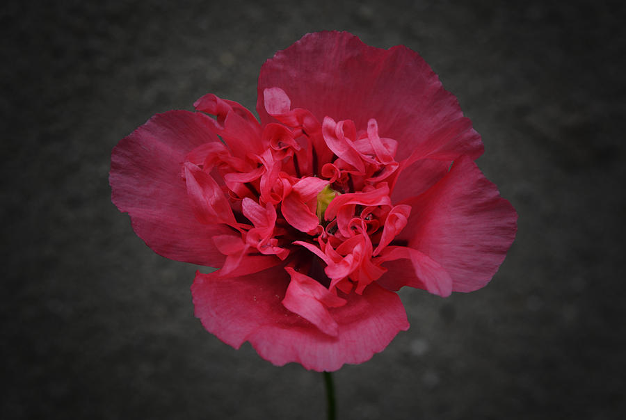 Poppy Photograph - Pretty in Pink by Richard Andrews
