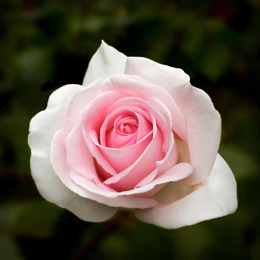Pretty in Pink Rose Photograph by Bonnie Follett
