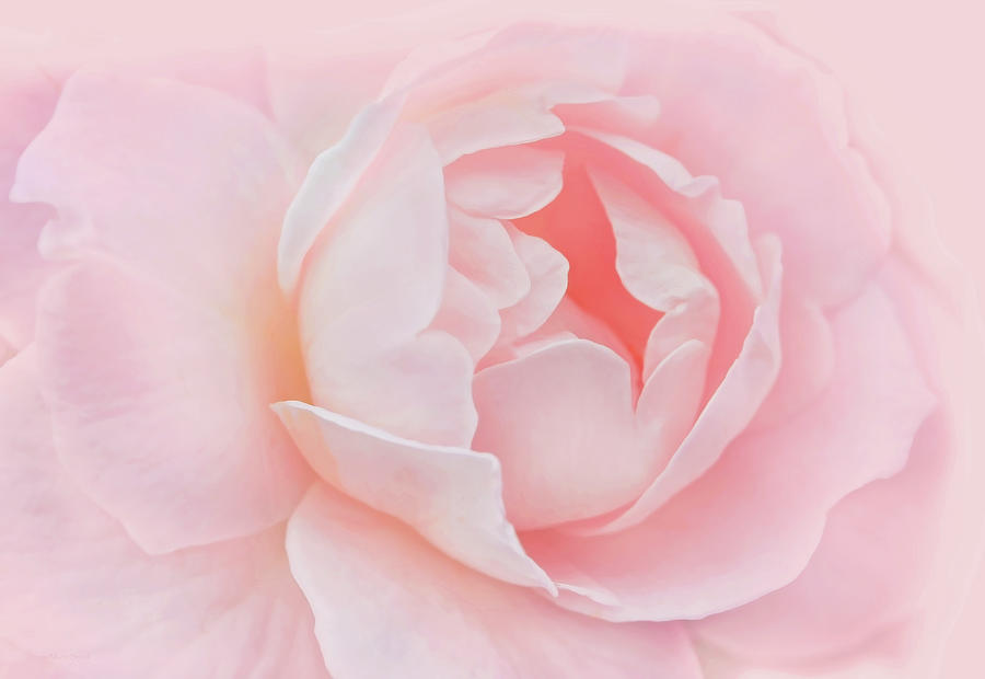 Rose Photograph - Pretty in Pink Rose Flower by Jennie Marie Schell