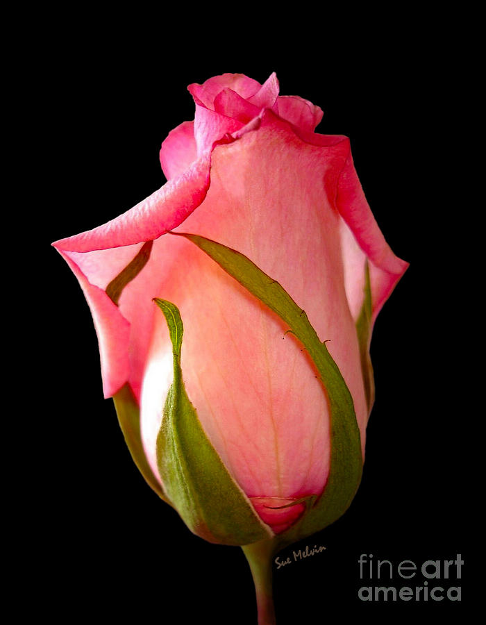 Nature Photograph - Pretty in Pink Rosebud by Sue Melvin