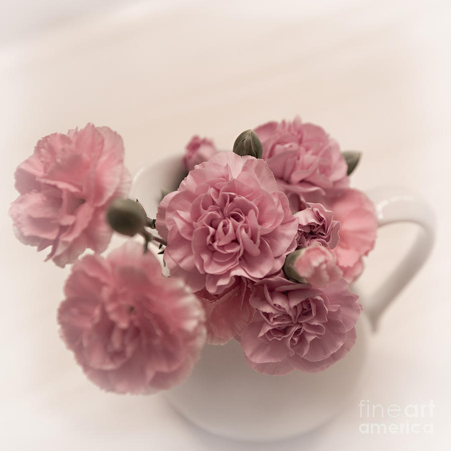 Pretty in Pink - Carnations Photograph by Sherry Hallemeier