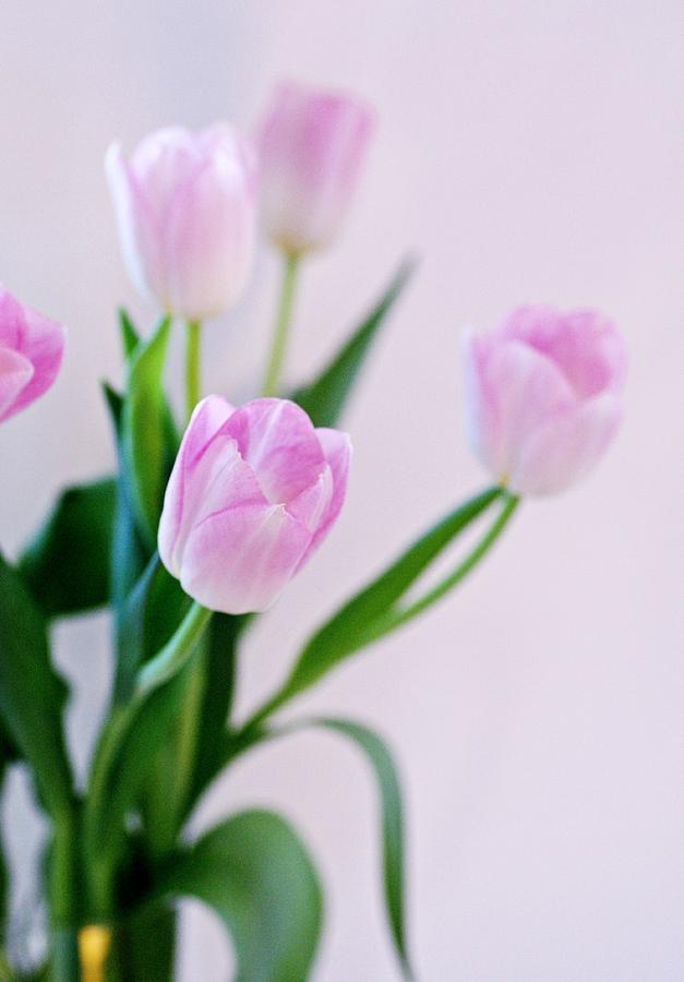 Tulip Photograph - Pretty in Pink by Stephanie Calhoun