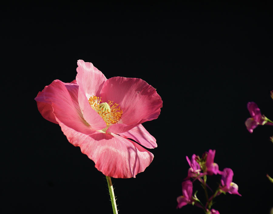 Pretty in Pink Summer Poppy Photograph by Margie Avellino