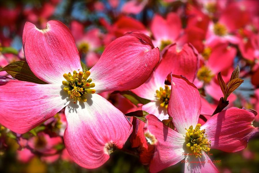 Pretty in Pink Photograph by Tamara Houser Pixels