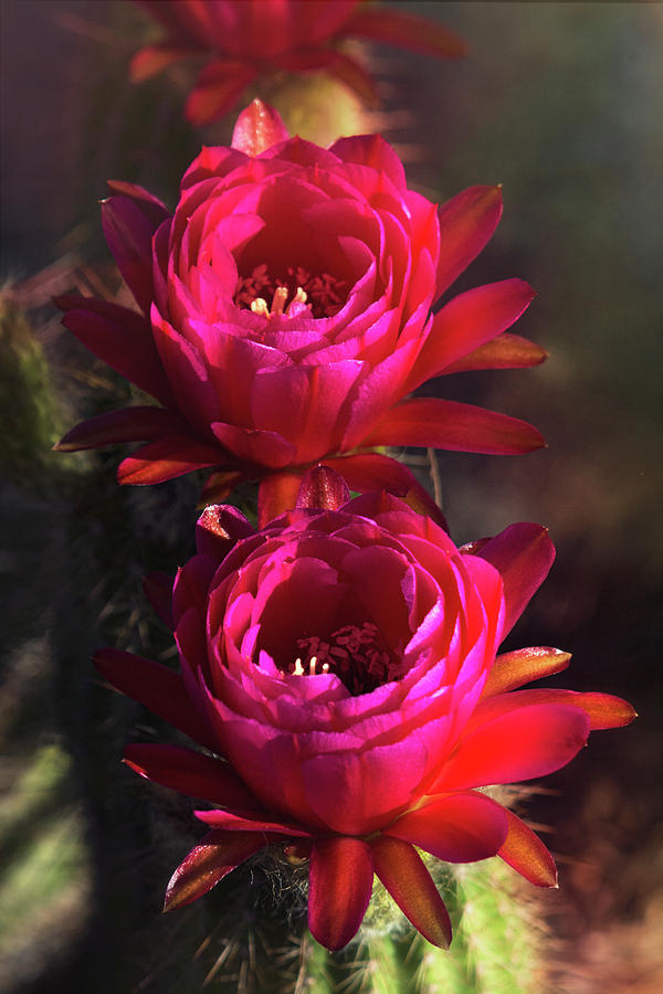 Pretty in Pink Torch Cactus  Photograph by Saija Lehtonen