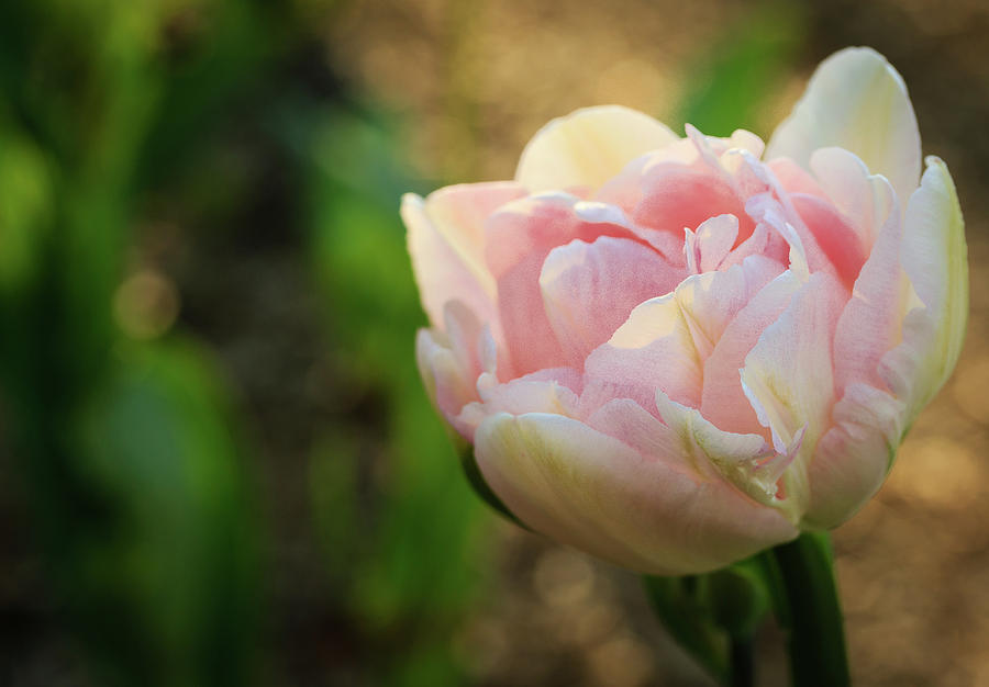 Spring Photograph - Pretty in Pink Tulip by Joni Eskridge
