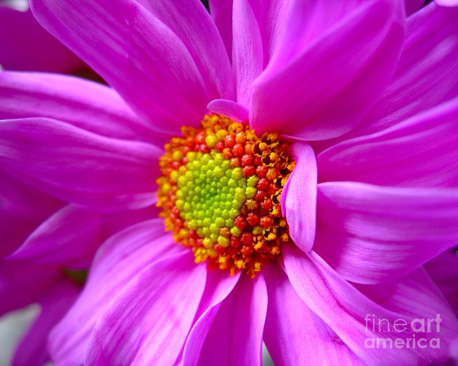 Nature Photograph - Pretty in Pink by Terrilyne Shoaf