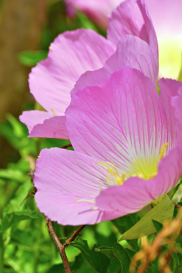 Flower Photograph - Pretty in Pink Two by Debbie Karnes