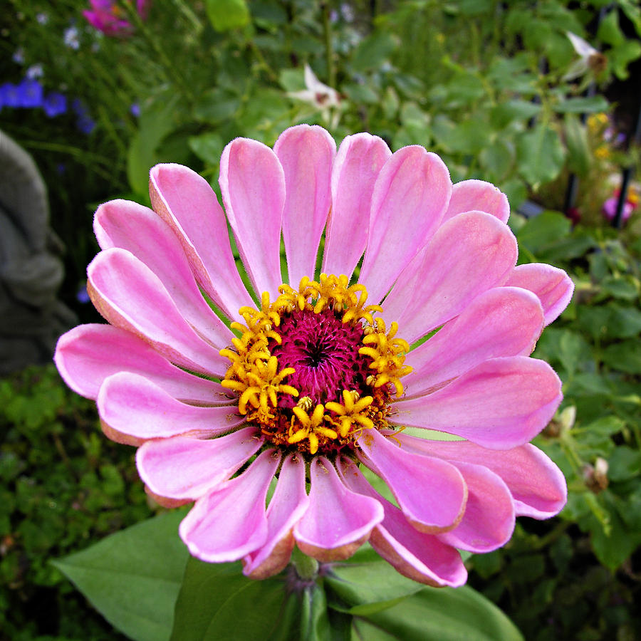 Pretty in Pink Zinnia Photograph by Marilyn Hunt