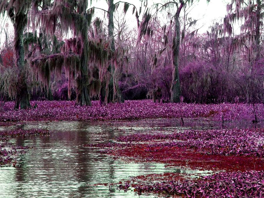 Bayou Photograph - Pretty in Pinks by Gina Welch