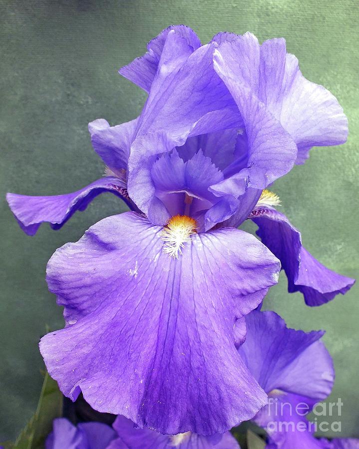 Pretty In Purple - Bearded Iris Photograph By Cindy Treger 