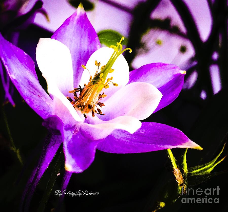 Pretty In Purple Photograph by MaryLee Parker