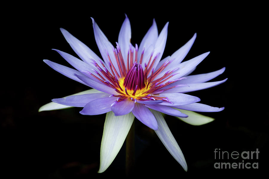 Pretty in Purple Water Lily Photograph by Sabrina L Ryan